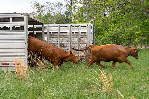 Have you herd? Morven Sustainability Lab welcomes cows