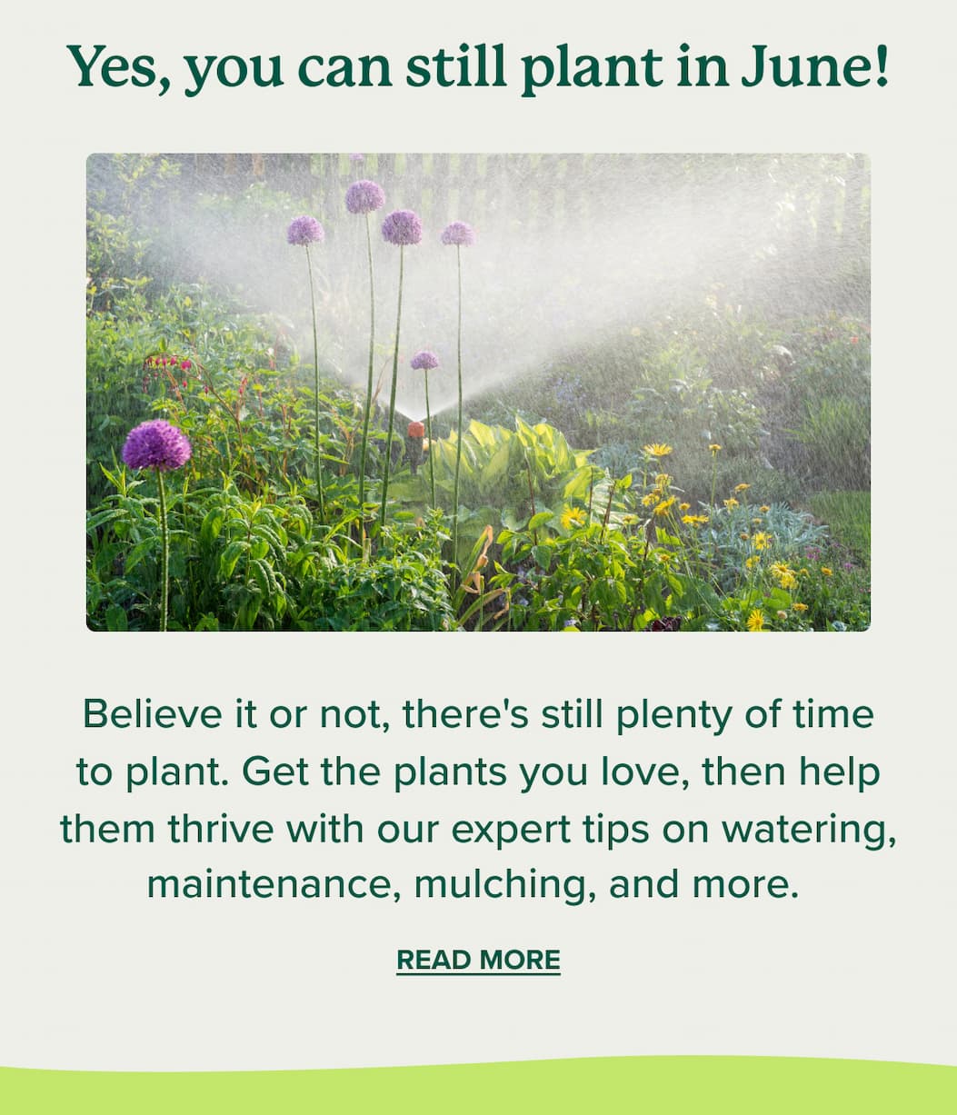 Yes, you can still plant in June! Believe it or not, there's still plenty of time to plant. Get the plants you love, then help them thrive with our expert tips on watering, maintenance, mulching, and more.&nbsp; READ MORE>>
