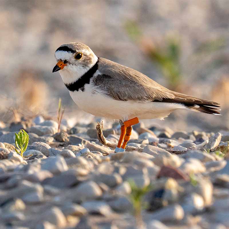 A Piping Plover on a pebbled coastline. 