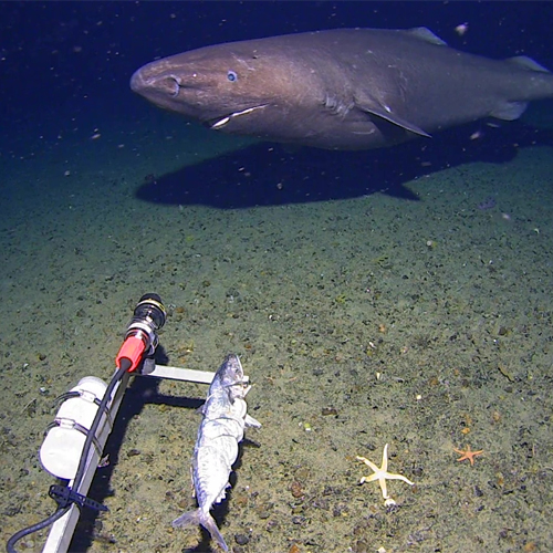 Scientists with the Minderoo-UWA Deep-Sea Research Centre captured footage of a sleeper shark, one of the ocean's rare and mysterious long-lived species.
