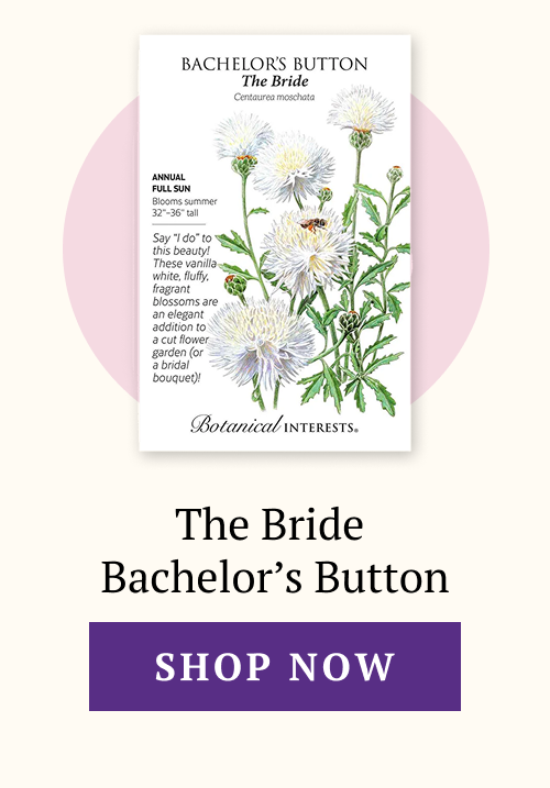 The Bride  Bachelor’s Button