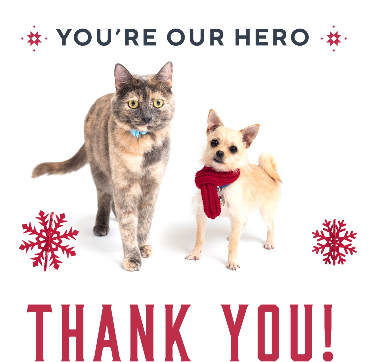 Image of a cat and a chihuahua standing together with the Caption: You're Our Hero &ndash; Thank You!