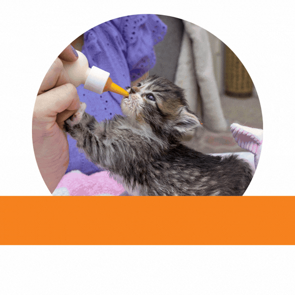 What your monthly gift does for homeless pets