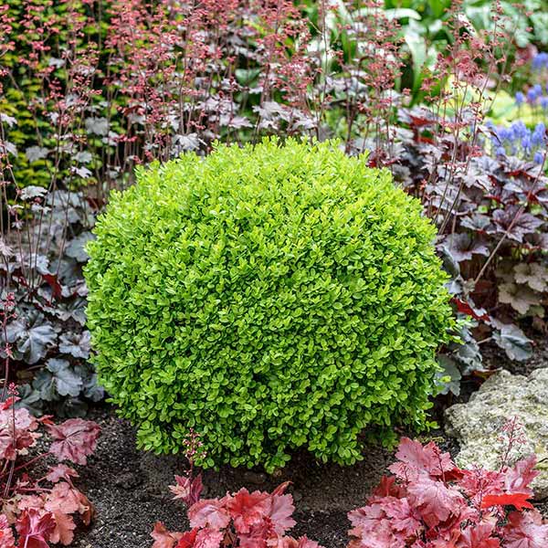 Image of Green Velvet Boxwood Shrub