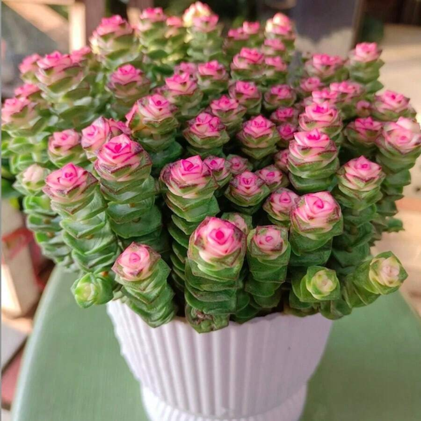 Image of Crassula Necklace Live Plant With Spiral Leaves For Home Decor