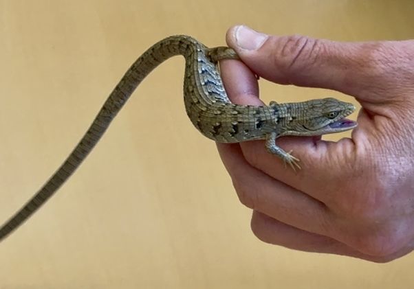 A hand holds a small western fence lizard with brown-and-blue patterned scales, its mouth open showing a purple tongue, against a tan background.
