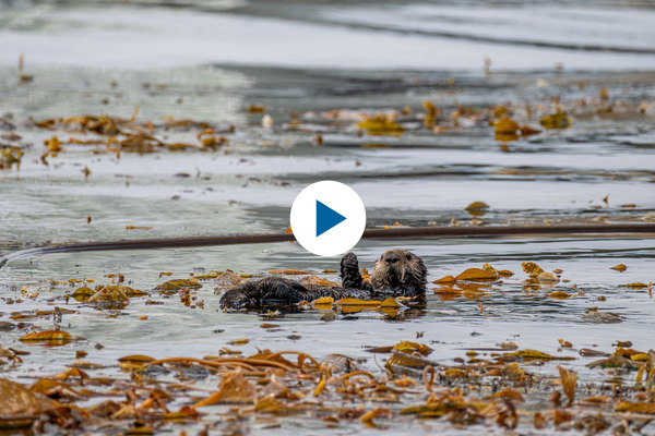 Click to watch the Otterly Pawsome Playlist on YouTube