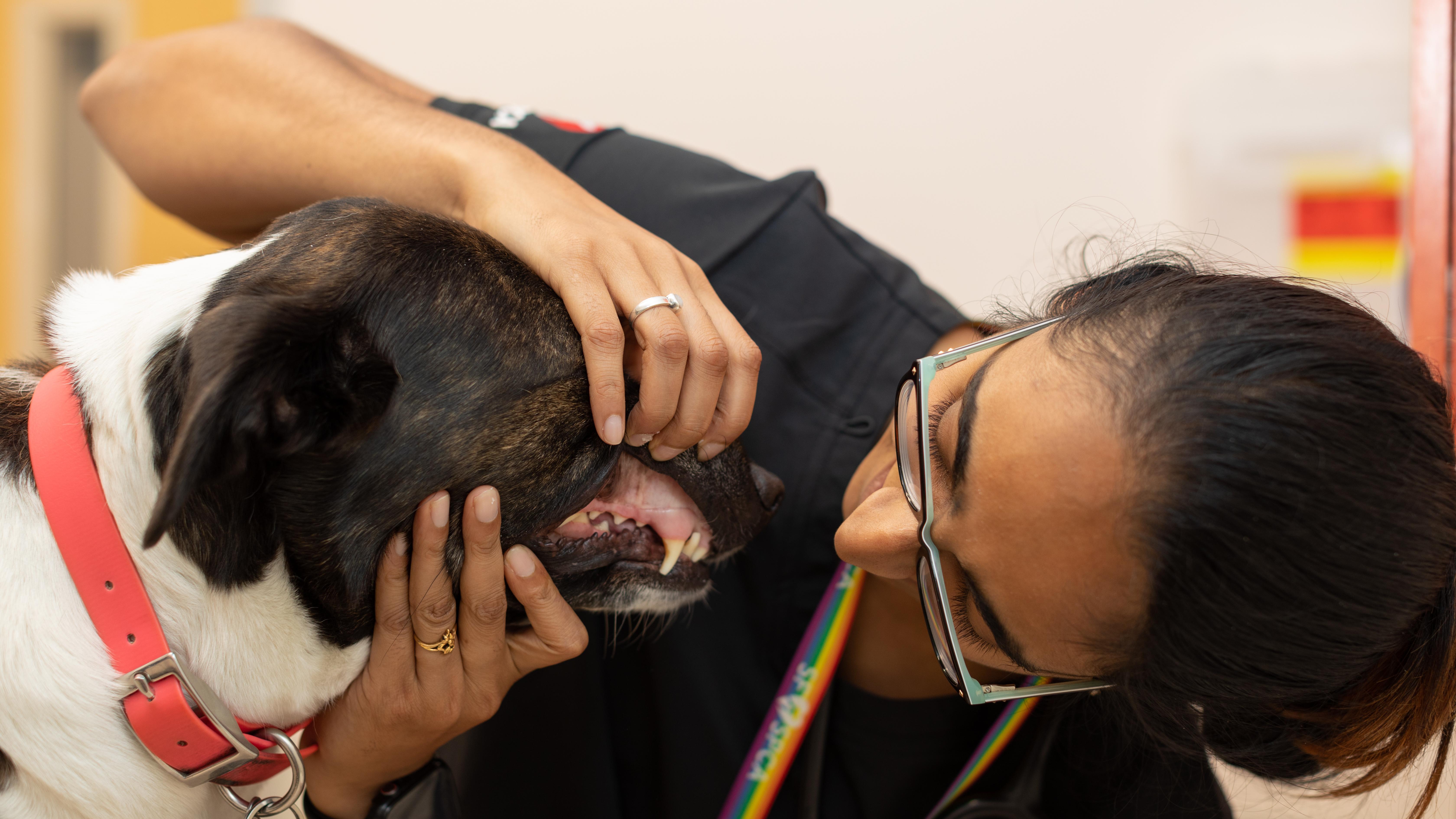 Veterinarian performing a checkup on a dog's teeth