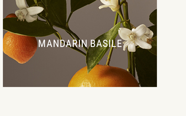 Mandarin Basile