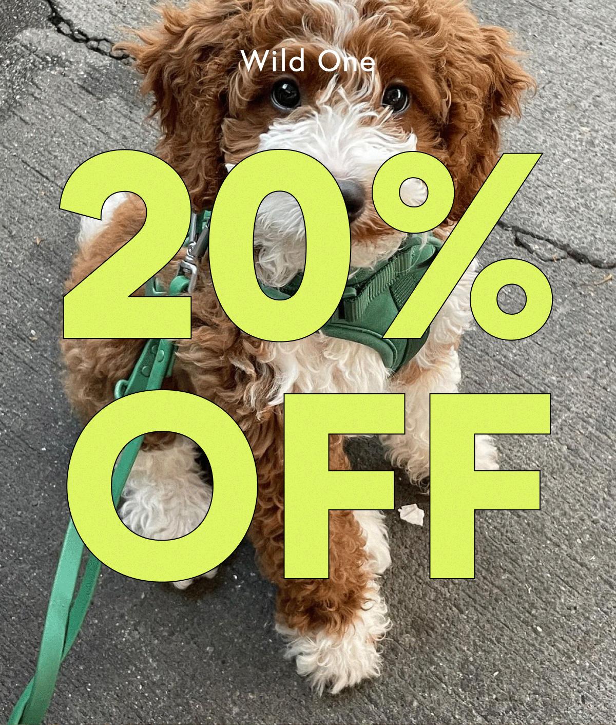 20% OFF 