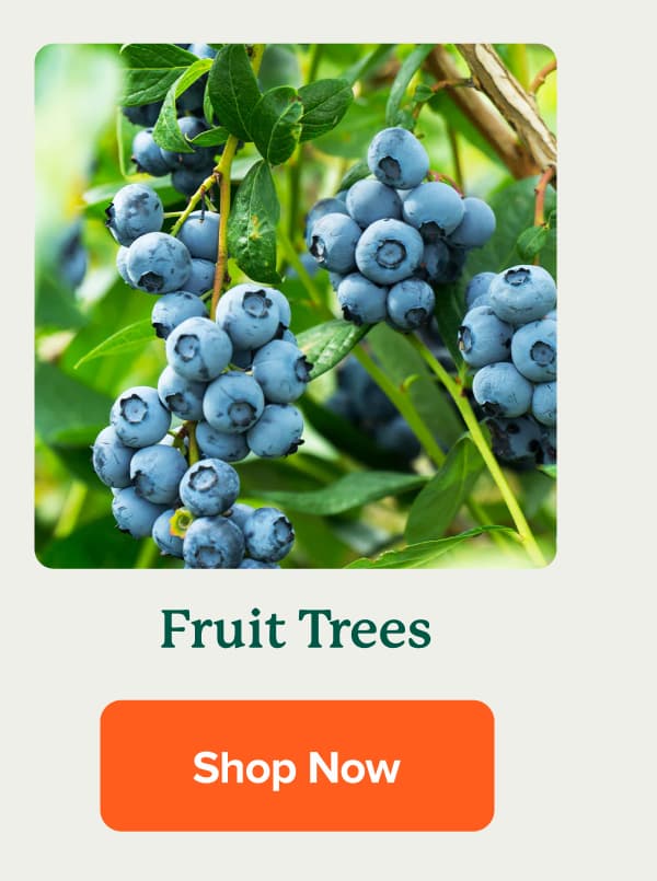 Fruit Trees SHOP NOW>>