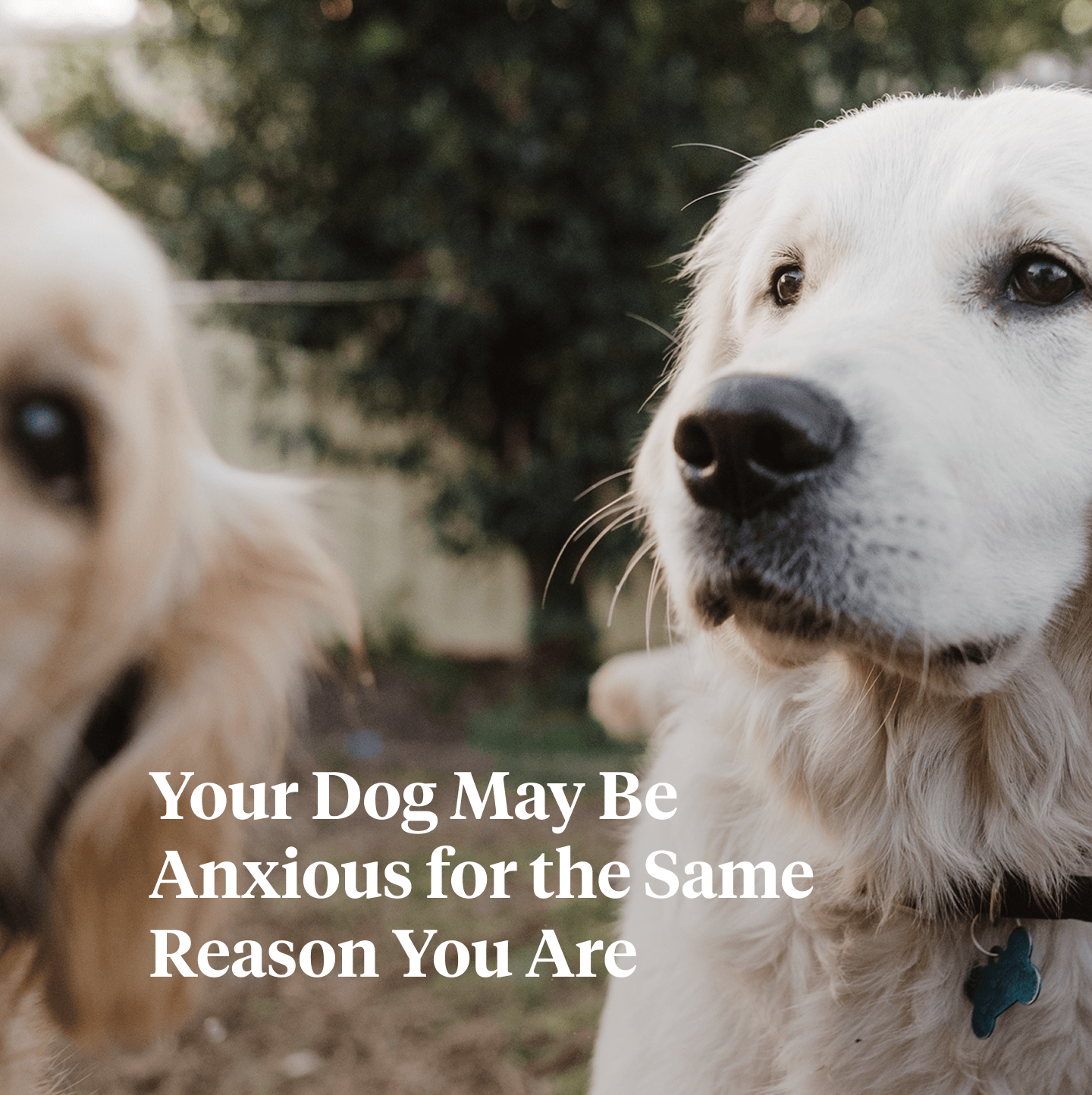 study-on-dog-genetics-finds-human-overlap