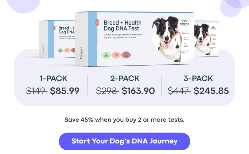 Start Your Dog's DNA Journey