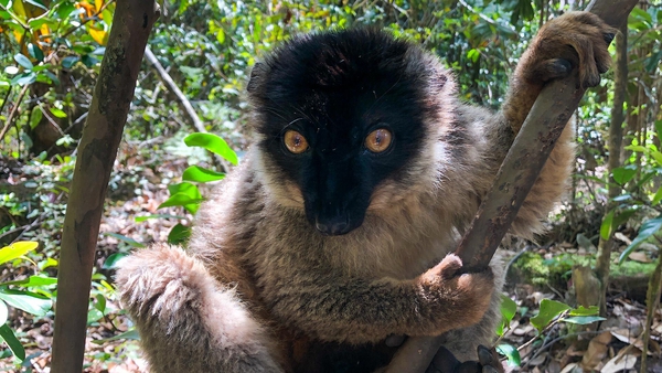 lemur