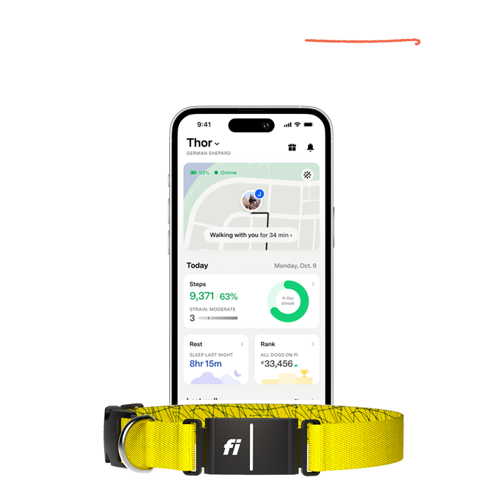Follow along with Fi: AI-powered GPS location tracking. Tracks daily steps and activity levels. Up to 3 months of battery life on a single charge. Tracks sleep duration, nap times, and rest patterns. Behavior tracking monitors for abrupt changes. Waterproof and designed for active dogs.