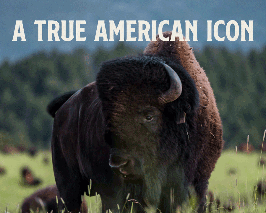 It's National Bison Month! Shop Bison