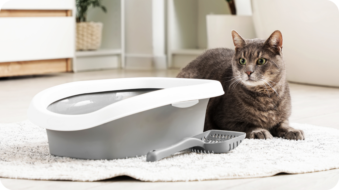A cat by a litter box