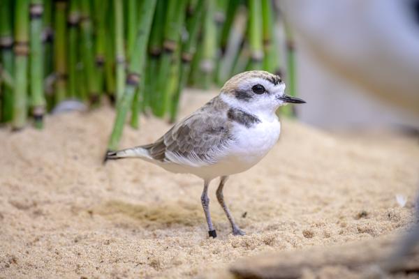A small bird with a white chest and face and brown back stands on thin legs on the sand Title: Shore to steal your heart