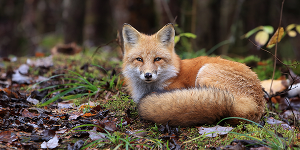 Red fox