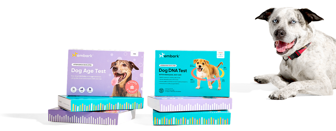 A mixed breed dog sitting next to Embark Breed + Health Tests and Age Tests