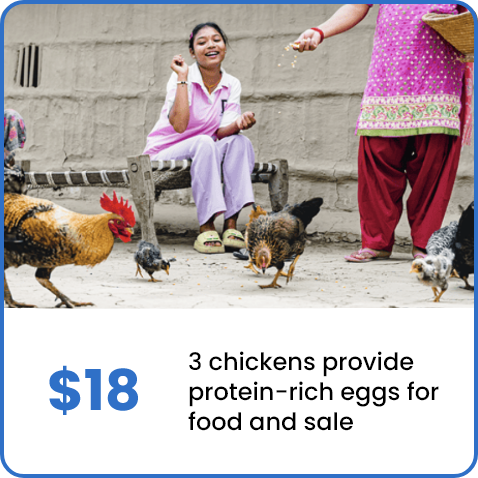 $18/ 3 chickens provide protein-rich eggs for food and sale