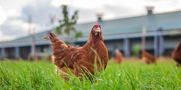 A brown chicken roaming in a field of grass at a higher welfare farm