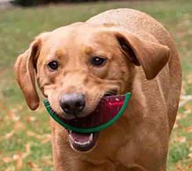 A golden labrador playing with a watermelon shaped dog toy in its mouth