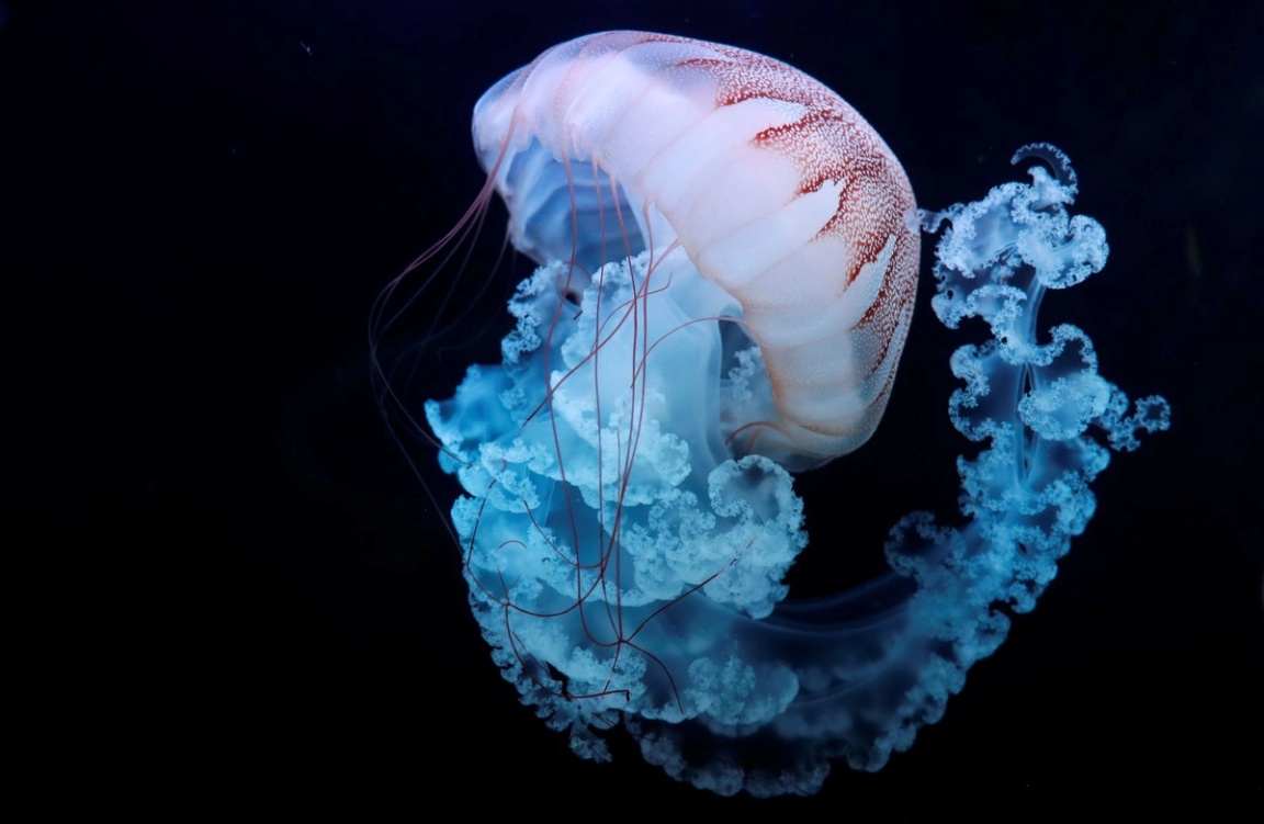 Jellyfish inside spherical tank