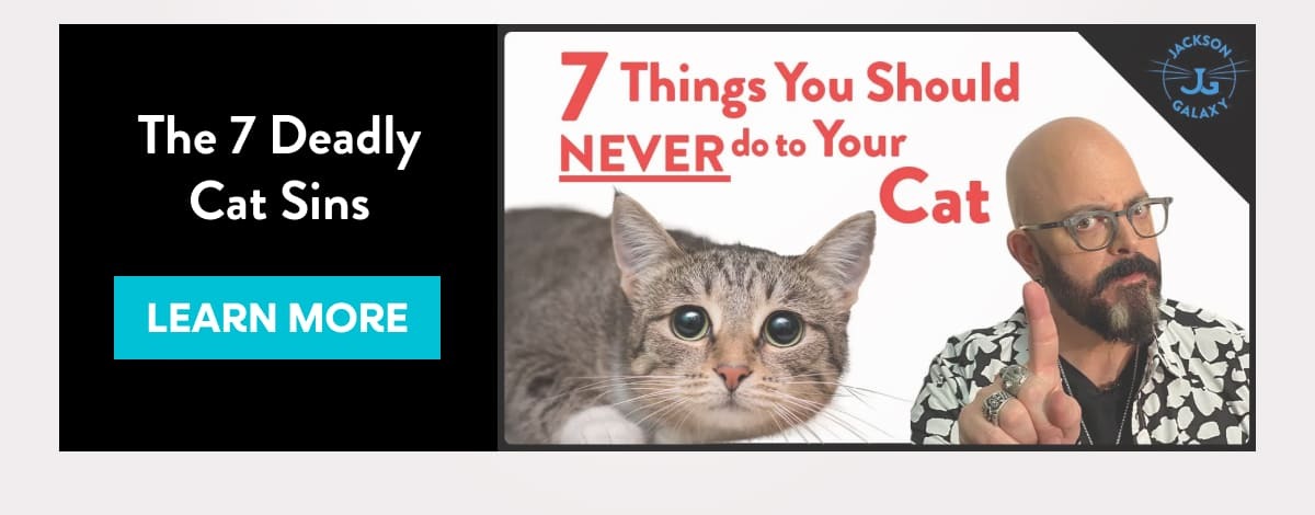 The 7 Deadly Cat Sins learn more