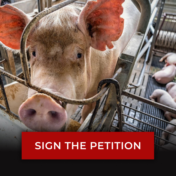 Photo of a mama pig in a pen separated from her babies. A button reads: SIGN THE PETITION.