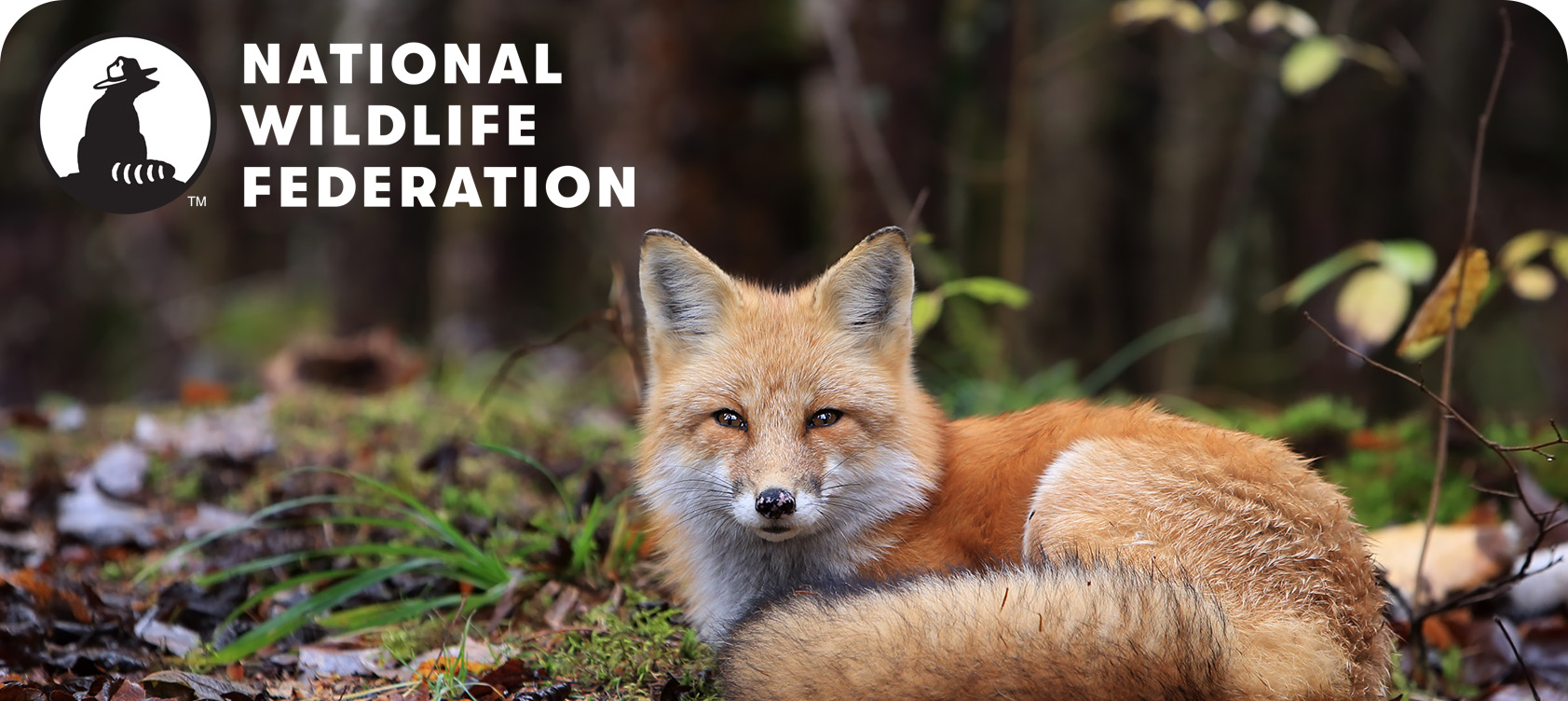 2026 National Wildlife Foundation Membership Card