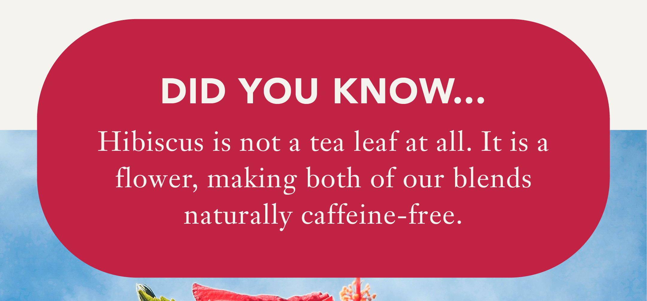 Did you know...   Hibiscus is not a tea leaf at all. It is a flower, making both of our blends naturally caffeine-free. 