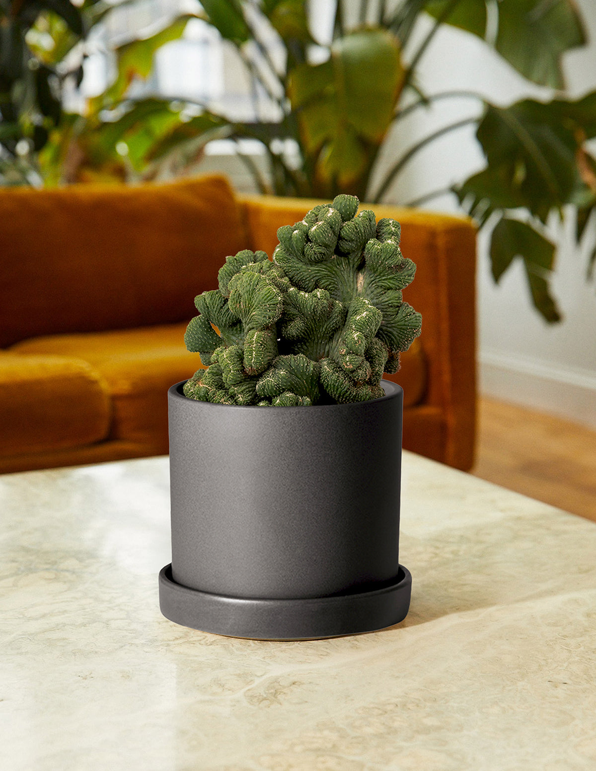 Image of Cereus Green Coral Cactus