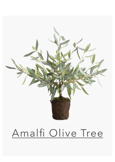 Amalfi Olive Tree