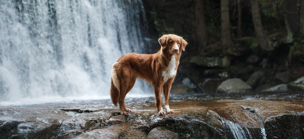 Dog standing near waterfall