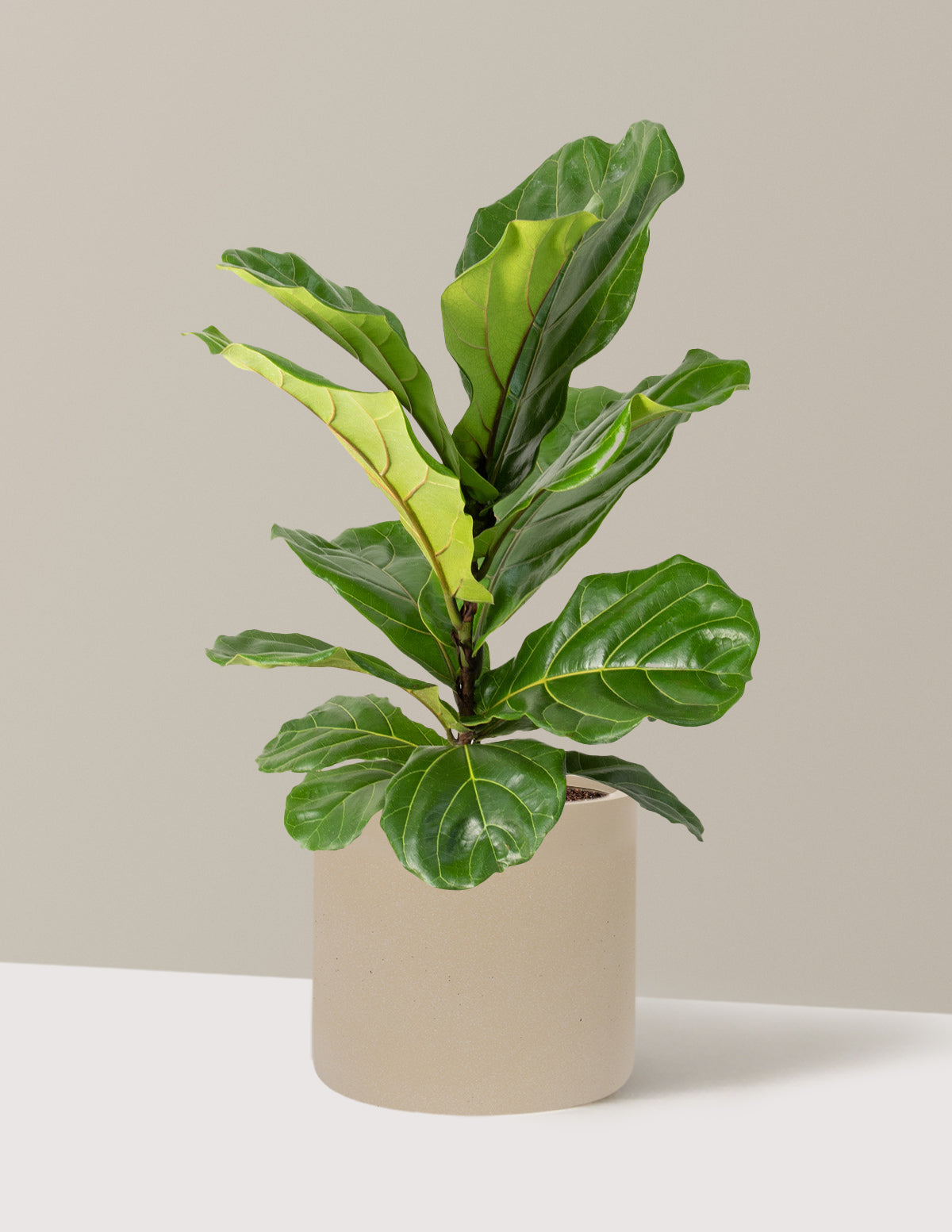 Image of Fiddle Leaf Fig Bush