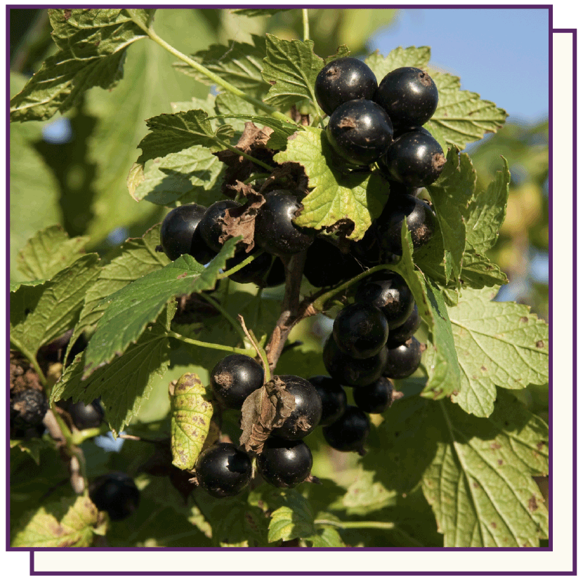 Boost Immunity with Elderberry Protect