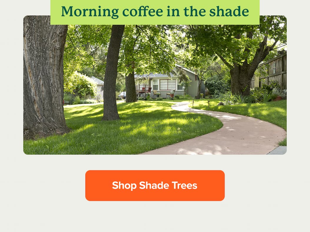 For morning coffee in the shade, shop shade trees>>
