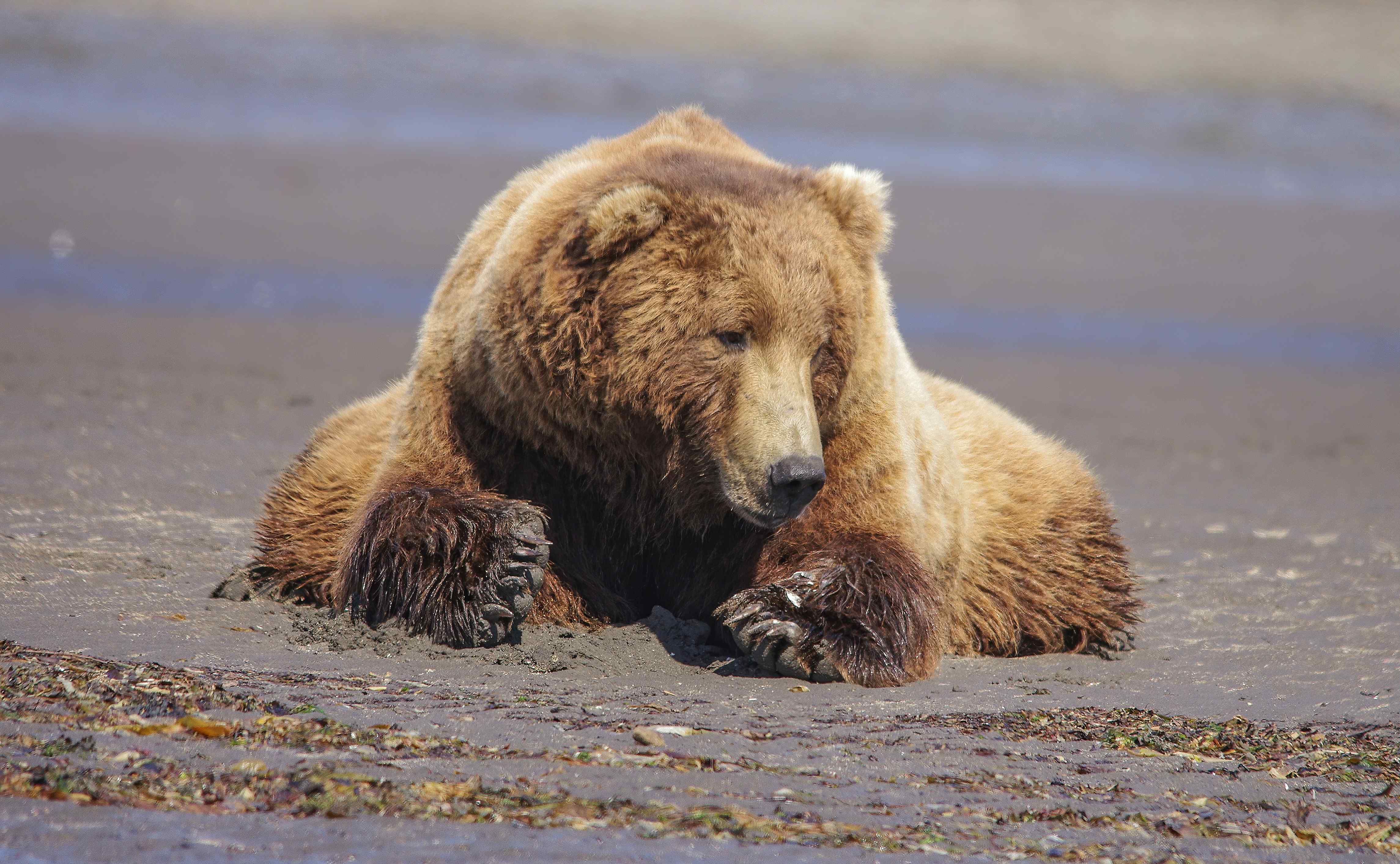 Photo of a grizzly bear resting along a shore.