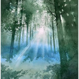 Morning in the forest