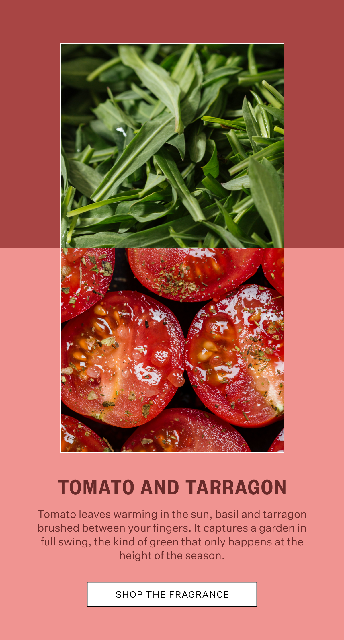 Tomato and Tarragon 