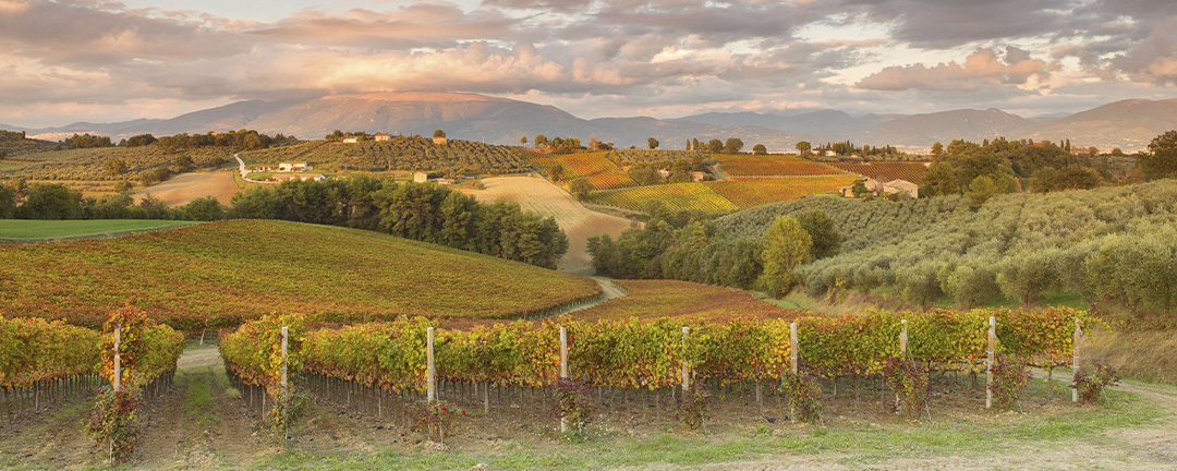 Montefalco Vineyards Fall Perugia