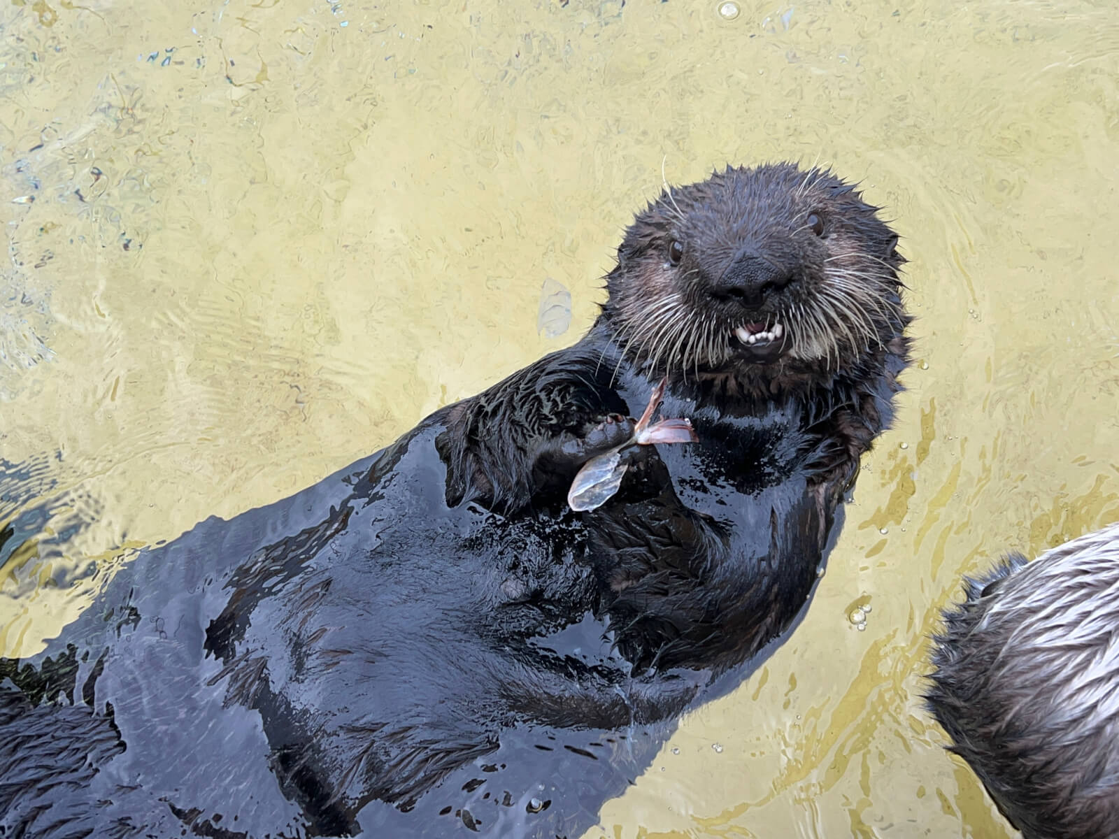 A sea otter floating on its back holding a shrimp on its chest and looking at the viewer with its mouth open