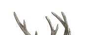 Montresor Deer