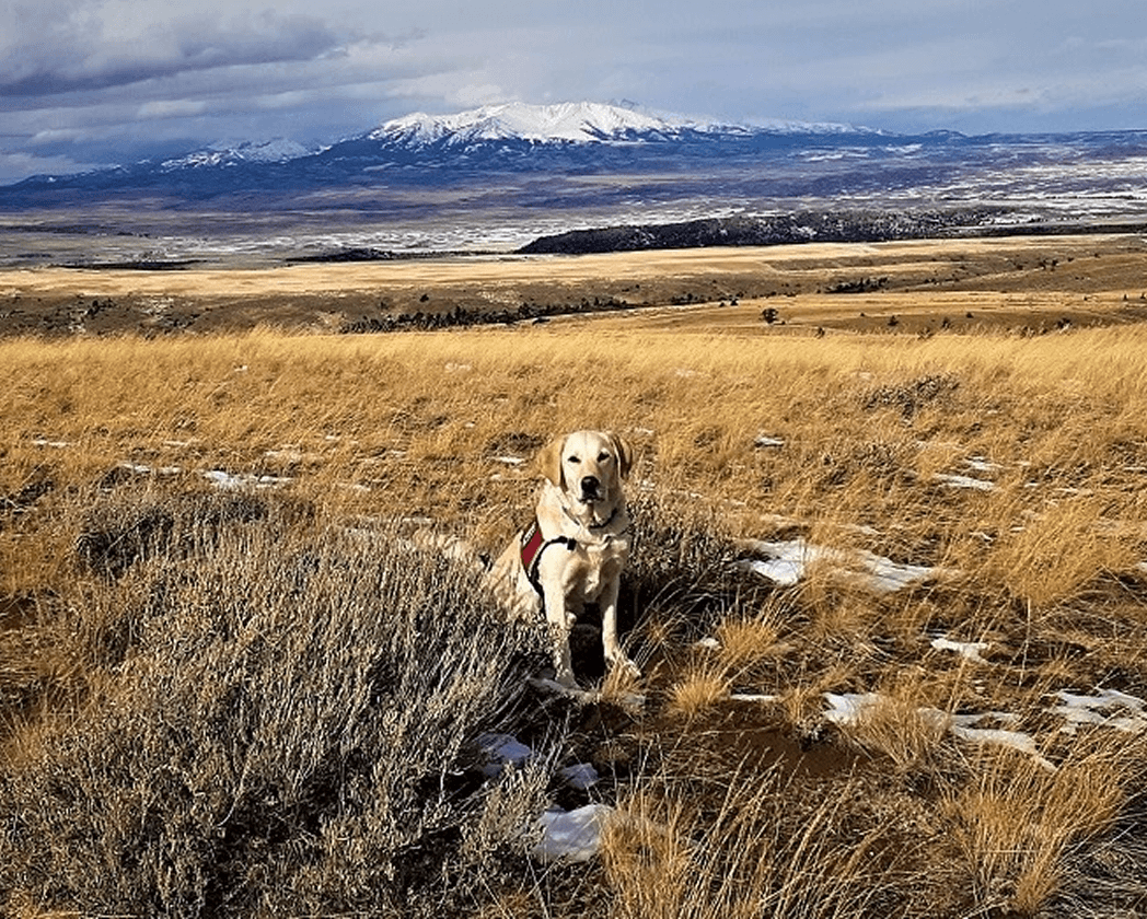tobias-the-conservation-dogs-keys-to-a-great-retirement