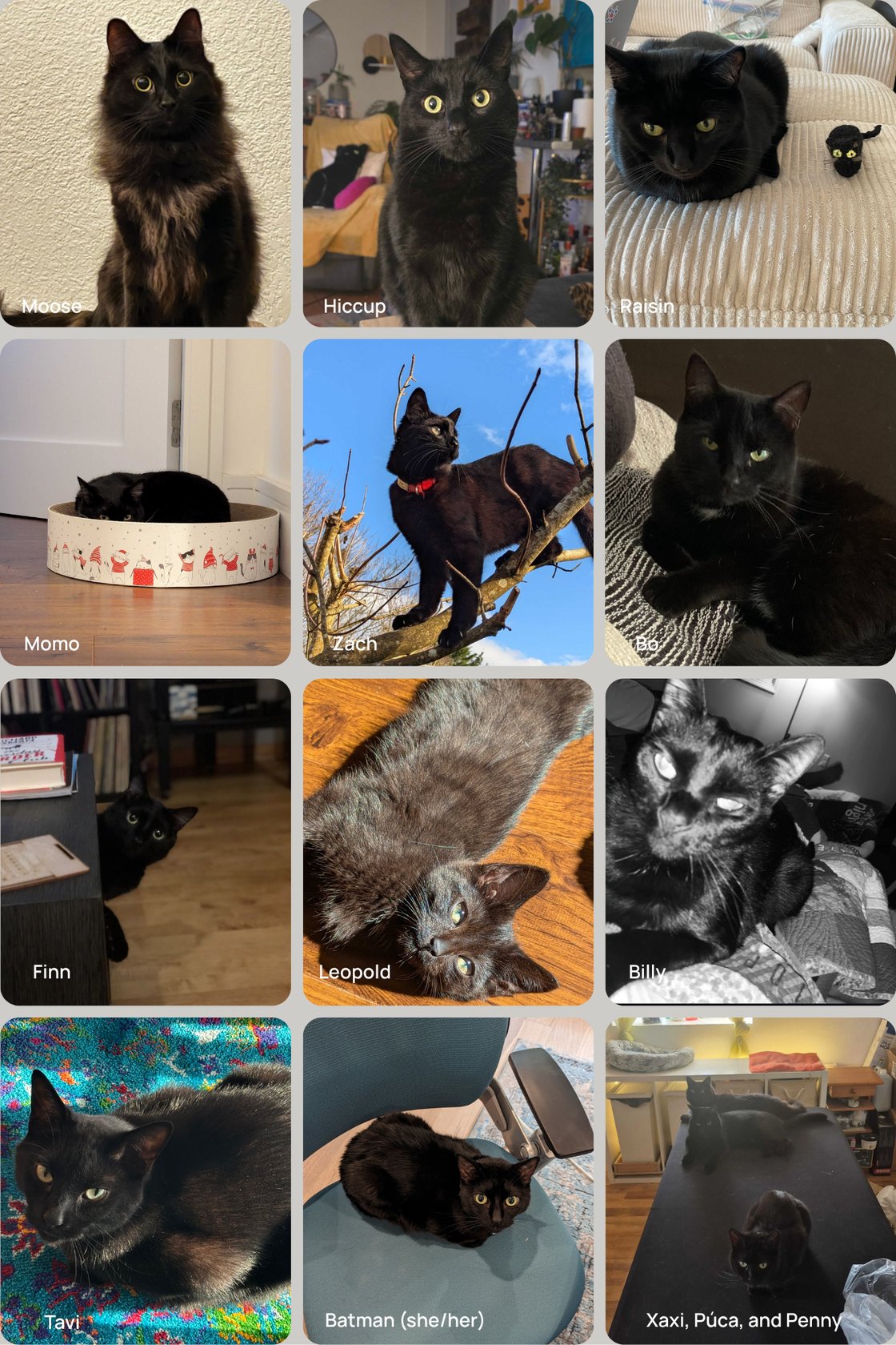 Black cats of HubSpot