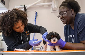 ASPCA Veterinary Scholarship Program Announcement
