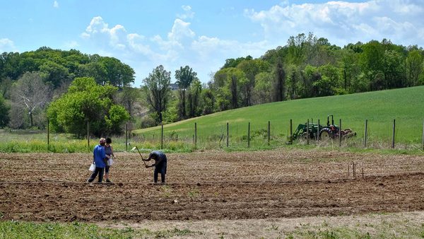 three volunteers plant seeds in field