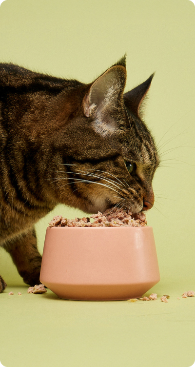 Tabby cat eating Smalls food from a pink bowl.