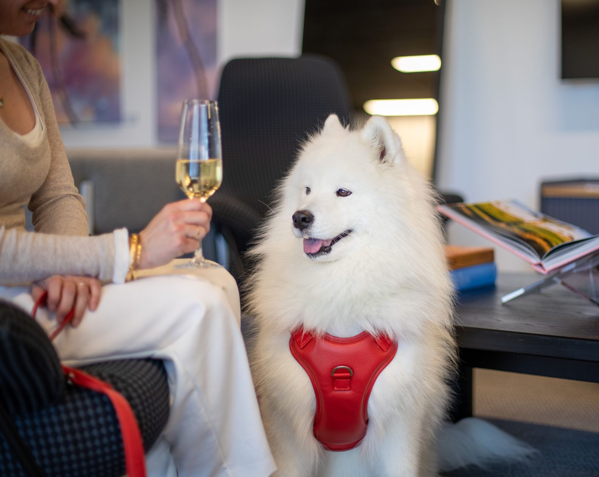 Sit back and relax with your dog in our calm VNY lounge